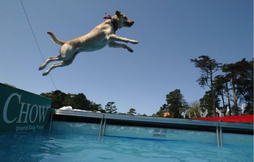 Dog dock clearance diving equipment